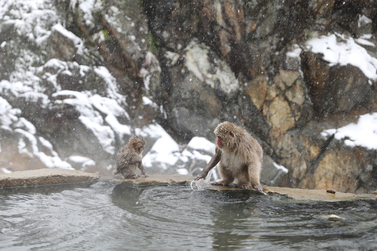 暖冬使日本今年降雪量不如以往，图为长野地狱谷野猿公苑的雪猴在享受温泉。 （新华社）